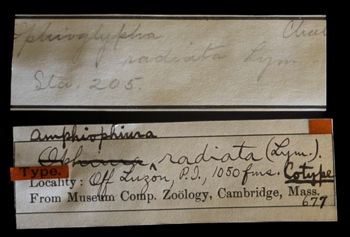Media type: image;   Invertebrate Zoology OPH-677 Description: Original handwritten specimen labels;  Aspect: labels